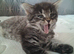 Tabby /maincoon cross