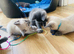 4 left beautifull kittens. Readynow :) looking forever homes