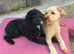 2 Hypoallergenic Cavapoo Boys