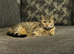 Millie- tabby BS