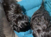 Tea cup female shihpoo for sale