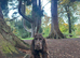 Cocker spaniel male