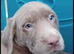 Beautiful Silver labrador pups for sale