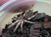 5 x Vitalius Chromatus (formerly Nhandu) Tarantula Slings &pound;30