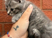 British shorthair cross