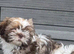 Shih Tzu puppy