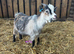8 month old Pygmy Billy