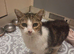 3 year old female cat looking for loving home.