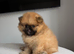 READY TO GO POM PUPPIES