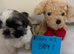 7 shush tzu puppy looking new home