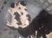 British Shorthair cross kittens