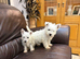 Male west highland puppy.
