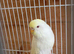 Baby budgie 4 months old free
