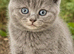 GCCF registered Chunky kittens