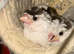 3 Bengalese chicks