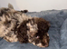 Cockapoo
