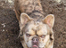 Stud dog