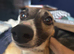 1.5 year old whippet cross grey hound very loving