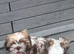 Shih Tzu puppy
