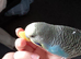 2 and a half year old male Budgie