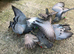 Very nice and good quality racing pigeon