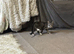 2 kittens for sale