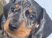 Beautiful Dapple Dachshunds