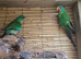 Australian swift parrots