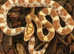 Corn Snakes at Birmingham Reptiles
