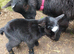 FAMILY OF PYGMY GOATS FOR SALE