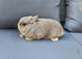 Pure Bred Netherland Dwarf Buck - Show Bred