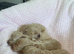 Beautiful MALTIPOO Puppies