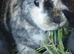 5 Plush lop x mix breed