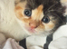 Beautiful kittens for sale