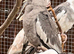 Baby Cockatiels