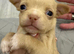 Beautiful chihuahua boys for sale