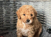 Poochons puppies ready 28th Aug