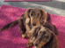 KC Miniature dachshund girl