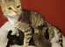 Tabby Kittens (Stevenage)