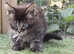 TICCA REGISTERED POLYDACTLE MAINE COON KITTENS