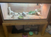 Bearded Dragon and full set up for sale