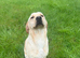 Female Labrador for sale