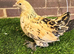 Sablepoot Pullet Growers