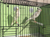 2026 Persian canary pair