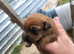 Lakeland terriers