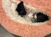 Beautiful imperial pure shih zue 2 year old blue skin girl