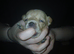 4 chihuahua pups