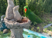 Beautiful Tame Male Eclectus Parrot – £800