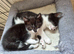 Healthy b+w kittens ready now