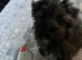 Yorkie poo cross Pomeranian